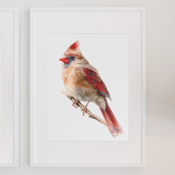 Watercolor Female Cardinal Bird Wall Art Print Unframed - Picture 7 of 7